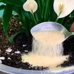 Just 1 teaspoon is enough to make any plant beautiful, fruitful, lush and healthy!