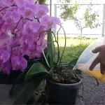 Like watering an orchid, with this method it will become immortal