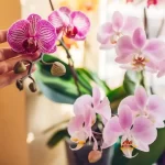 Make your Orchids bloom even in winter with this magical fertilizer