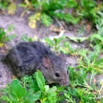 Mice in the garden, if you spray this liquid they will disappear after a few hours