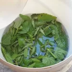 Nature’s strongest fertilizer and insecticide – make sure you pour it on