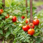 Never plant these vegetables next to your tomatoes: 9 vegetables to avoid