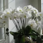 Orchid care is a true art, but this little-known practice is the only winning secret