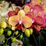 Orchid: this household product will make it bloom the next day