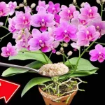 Orchids: Achieve a Spectacular Bloom with Over 100 Flowers Simultaneously  