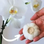 Orchids, the zero-cost fertilizer: never had they been so lush