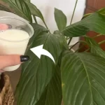 Peace lily, forget the water: water it with this and it lasts you forever