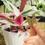 Place 3 bay leaves in the plants you have in your vegetable garden or garden: the reason revealed