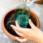 Plants, how to water them for a month at no cost: the method used by farmers