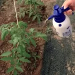 Powerful Home Insecticide: Say Farewell to Pesky Pests