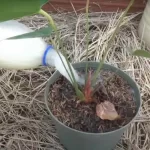 Powerful homemade fertilizer, with 2 ingredients you revive every single plant