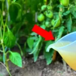 Put it on your pepper and tomato plants now for an incredible harvest