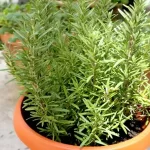 Rosemary: if you want it lush, healthy and strong you have to water it like this | Nobody ever does it