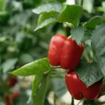 Spray pepper seedlings with this and forget about aphids Pepper
