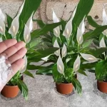 Spread it on the balcony or garden, the plants will flower in minutes