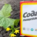 Sprinkle this on the cucumbers and you will harvest them from the garden until autumn arrives