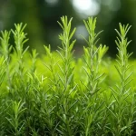 Strong and lush rosemary, the nurseryman’s trick to make it live for over 10 years