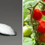 The 7 best fertilizers for your tomatoes – they will grow like never before!