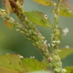 The Unexpected Kitchen Ingredient That Keeps Aphids Off Your Plants