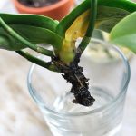 The biggest mistakes in growing orchids: never do this, so as not to ruin the flower