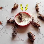 The infallible recipe for eliminating cockroaches and ants from your home in one fell swoop