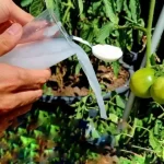 The only very powerful natural fertilizer, use it for plants: it is worth its weight in gold in the vegetable garden and garden