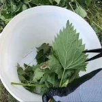 The secret ingredient to a healthy garden: plants will grow 5 times faster