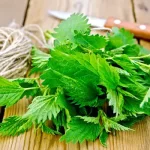 The unsuspected benefits of nettle: a treasure for your health and well-being