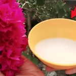 This ingredient is stronger than water, it makes plants grow healthy and lush