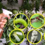 This liquid kills all caterpillars, bugs, ants, and whiteflies from the garden 
