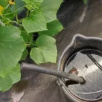 This mixture keeps tomatoes, peppers, eggplants and onions alive for years