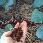 This natural fertilizer for plants will make all your neighbors jealous