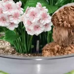 This powerful natural fertilizer fills all plants with lots of flowers