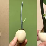 This trick makes branches and seedlings grow quickly: they won’t stop flowering