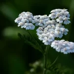 This underestimated plant, which grows everywhere, is a real treasure.