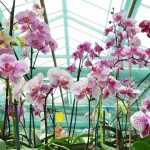 What you need to do to have a healthy orchid. Avoid these mistakes completely