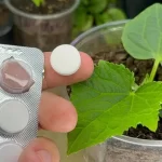 With 1 tablet every plant you have in the garden becomes healthy and lush