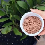 With a cup of this ingredient any plant instantly comes to life