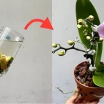 With just one cup of this liquid your orchids will last up to 5 years longer