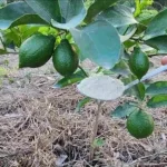 With just one spoonful of this ingredient the lemon tree will bloom endlessly